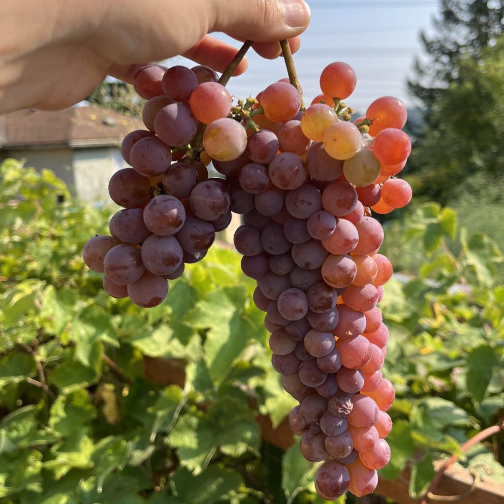 Image Description: A hand holding a bunch of red grapes.
