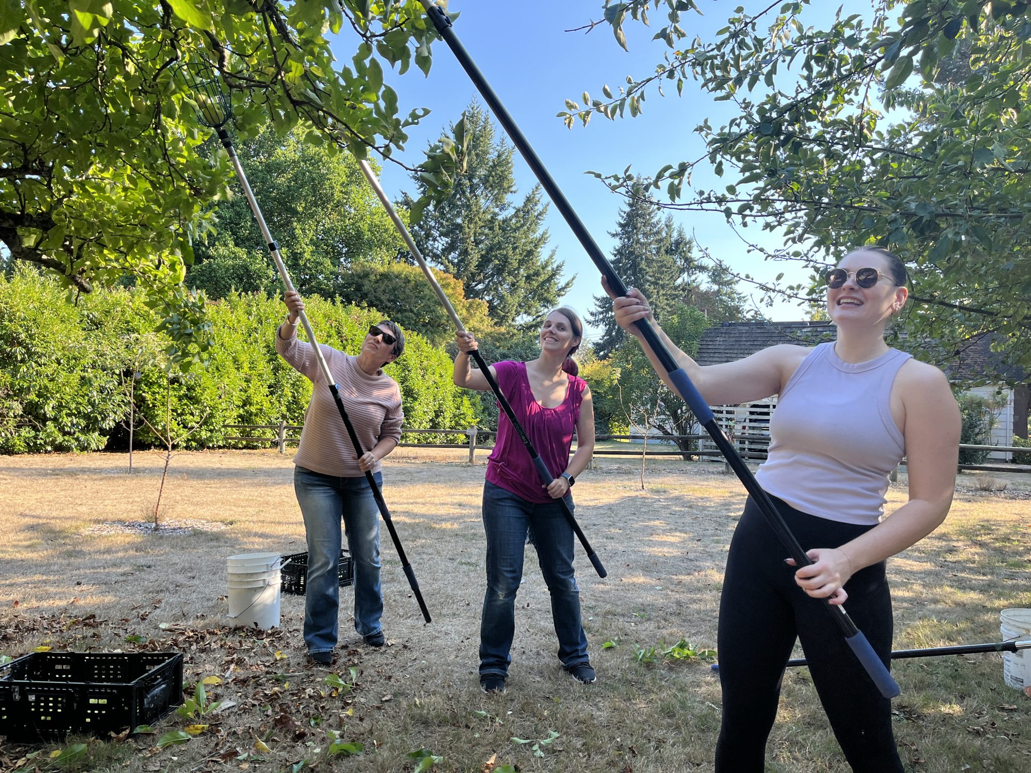 Three volunteers holding pickers up to a fruit tree.