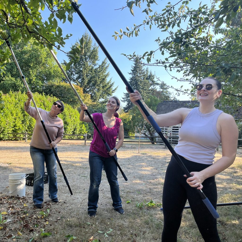 Three volunteers holding pickers up to a fruit tree.
