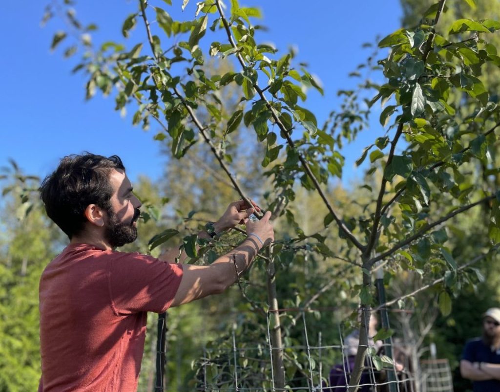 City Fruit's Tree Care Specialist Julian is wearing a red shirt. He is using twine to train a young fruit tree.