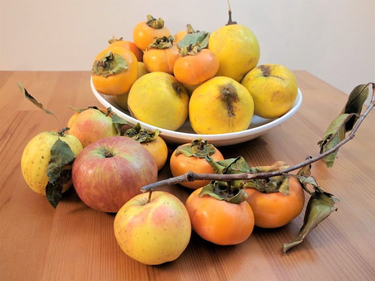 (Image description: persimmons, apples, and quince in a bowl and spilling over onto a table.)